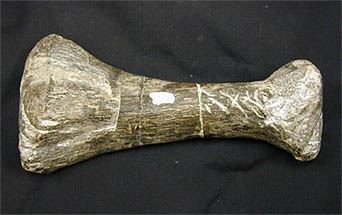 Artifact picture of a Stegosaurus bone with other dinosaur teeth marks on it.