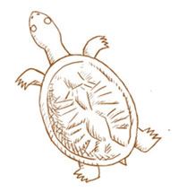 Turtle image graphic.