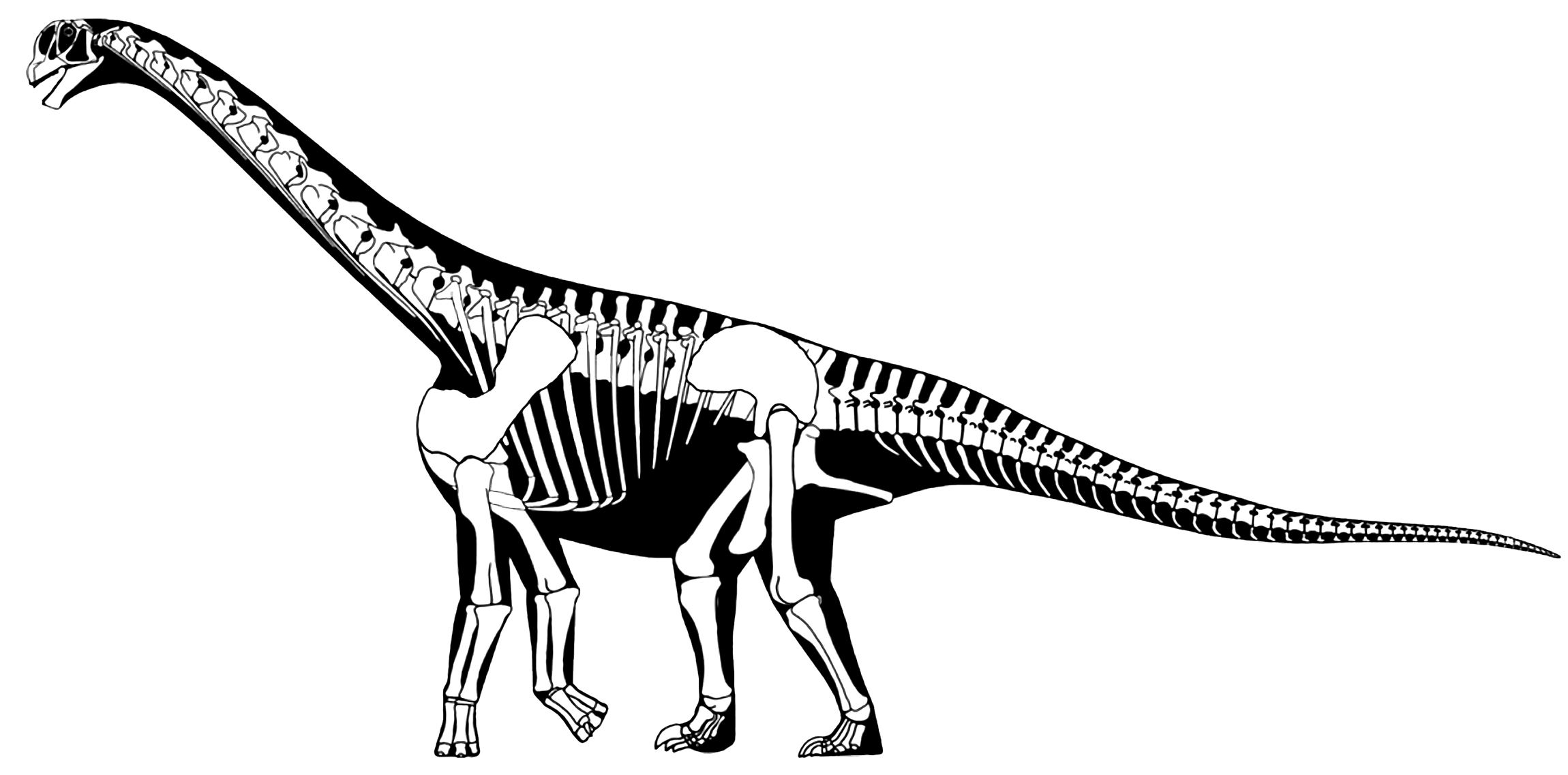 Graphic of a more recent reconstruction of the skeleton of the Camarasaurus dinosaur.