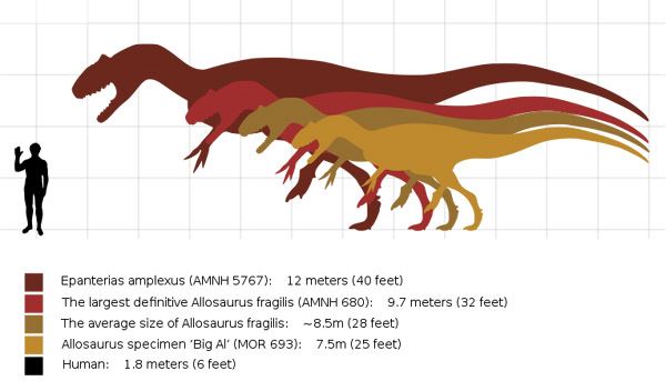 Graphic of a scale of Allosaurus size comparison with that of average person.