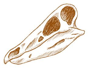 Graphic of skull of Stegosaurus dinosaur.