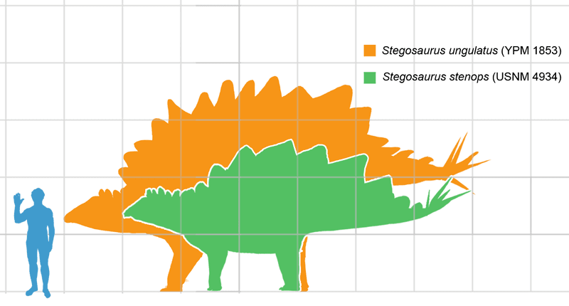 Simple graphic of a scale of a Stegosaurus dinosaurs with that of average person.