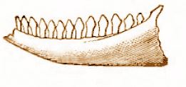 Graphic of jaw bone of nanosaurus dinosaur.