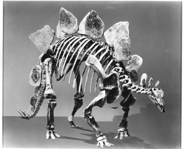 Black and white image of Stegosaurus dinosaur skeleton at Denver Museum circa 1930s.