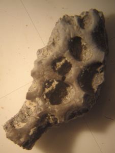 Close up image of a fossil of an ancient crocodile scute.