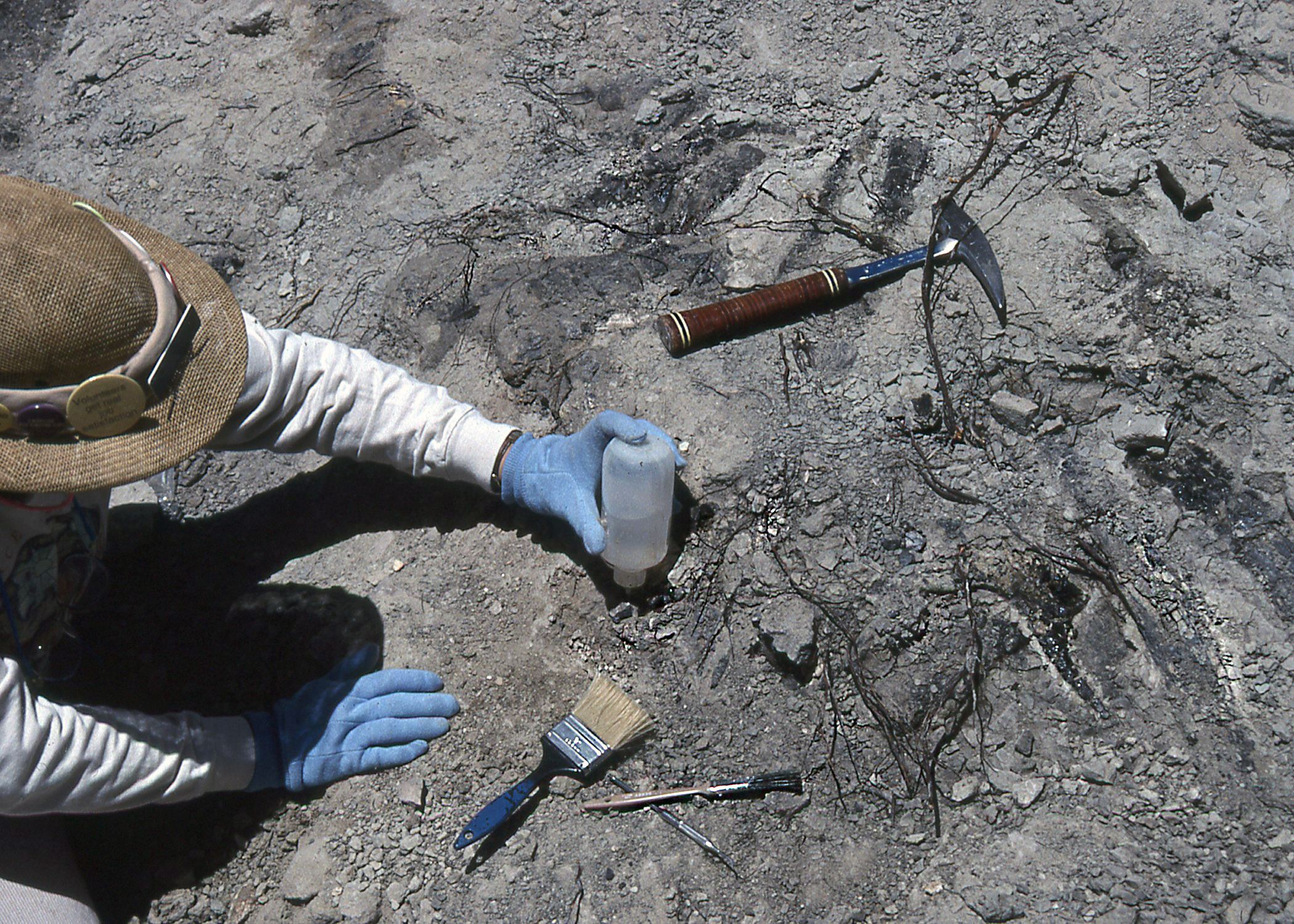 Color photo of a volunteer applying a hardener to the exposed Stegosaurus fossil. Circa 1992.