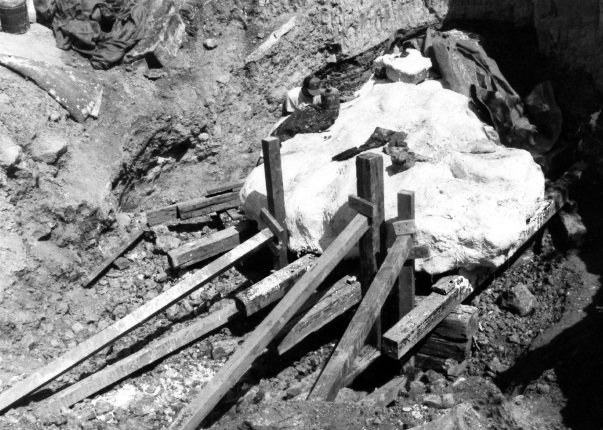 Black and white image of plaster jacketed stegosaurus fossil with support beams attached. Circa 1992