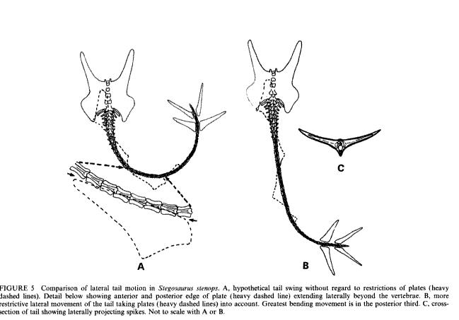 Black and white graphic of a stegosaurus tail structure.